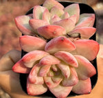 Echeveria Cream Puff Cluster Soil Song