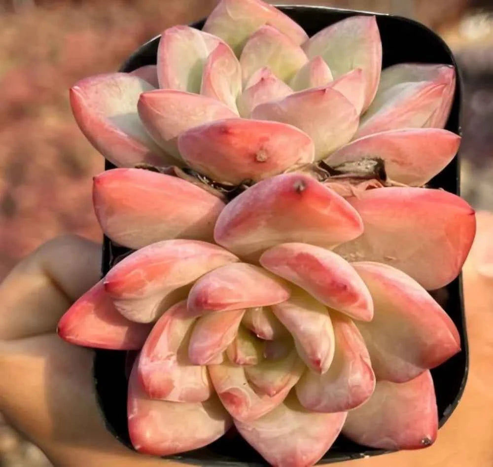 Echeveria Cream Puff Cluster