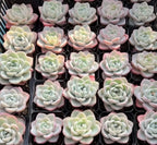 Echeveria Cream Puff Soil Song