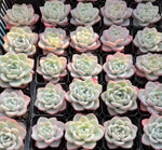Echeveria Cream Puff Soil Song