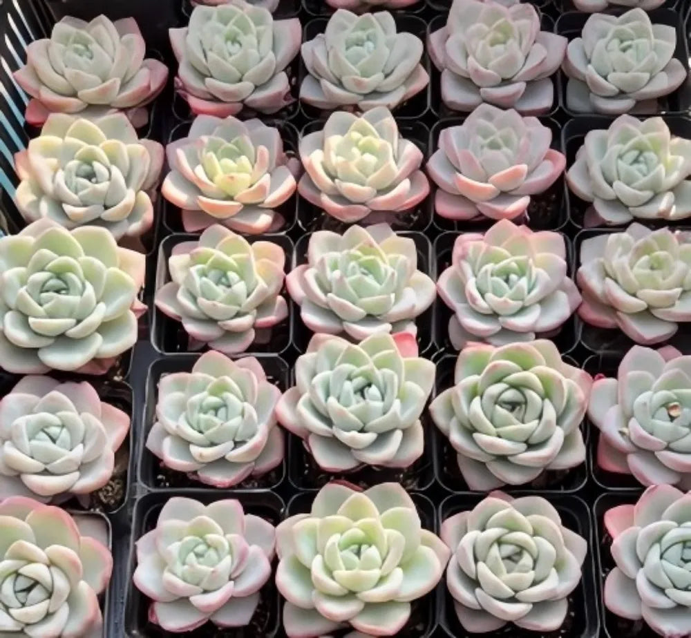 Echeveria Cream Puff Soil Song