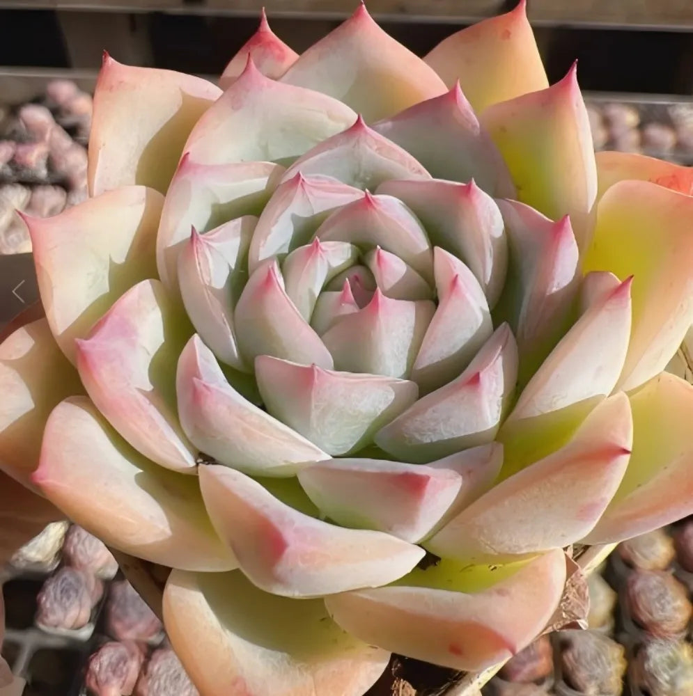 Echeveria Crystal Rose Soil Song