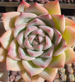 Echeveria Crystal Rose Soil Song