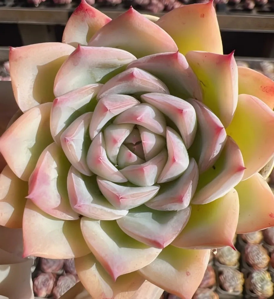 Echeveria Crystal Rose Soil Song