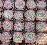 Echeveria Crystal Rose Soil Song