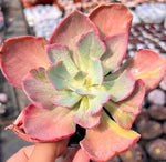 Echeveria Dance Red Skirt Variegata Soil Song