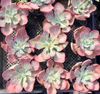 Echeveria Dance Red Skirt Variegata Soil Song