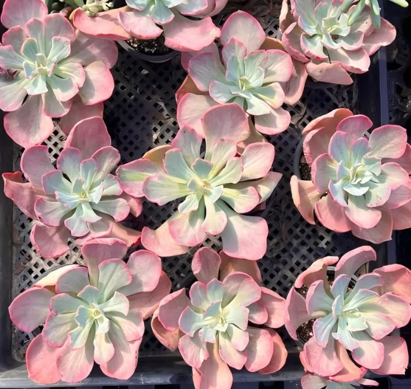 Echeveria Dance Red Skirt Variegata Soil Song