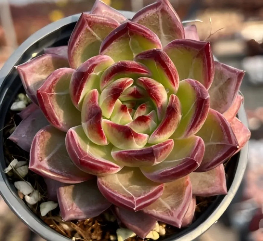 Echeveria Daredevil Soil Song