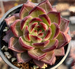 Echeveria Daredevil Soil Song
