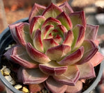 Echeveria Daredevil Soil Song