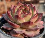 Echeveria Daredevil Soil Song