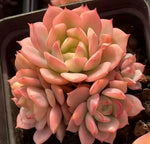Echeveria Deren Variegata Cluster Soil Song