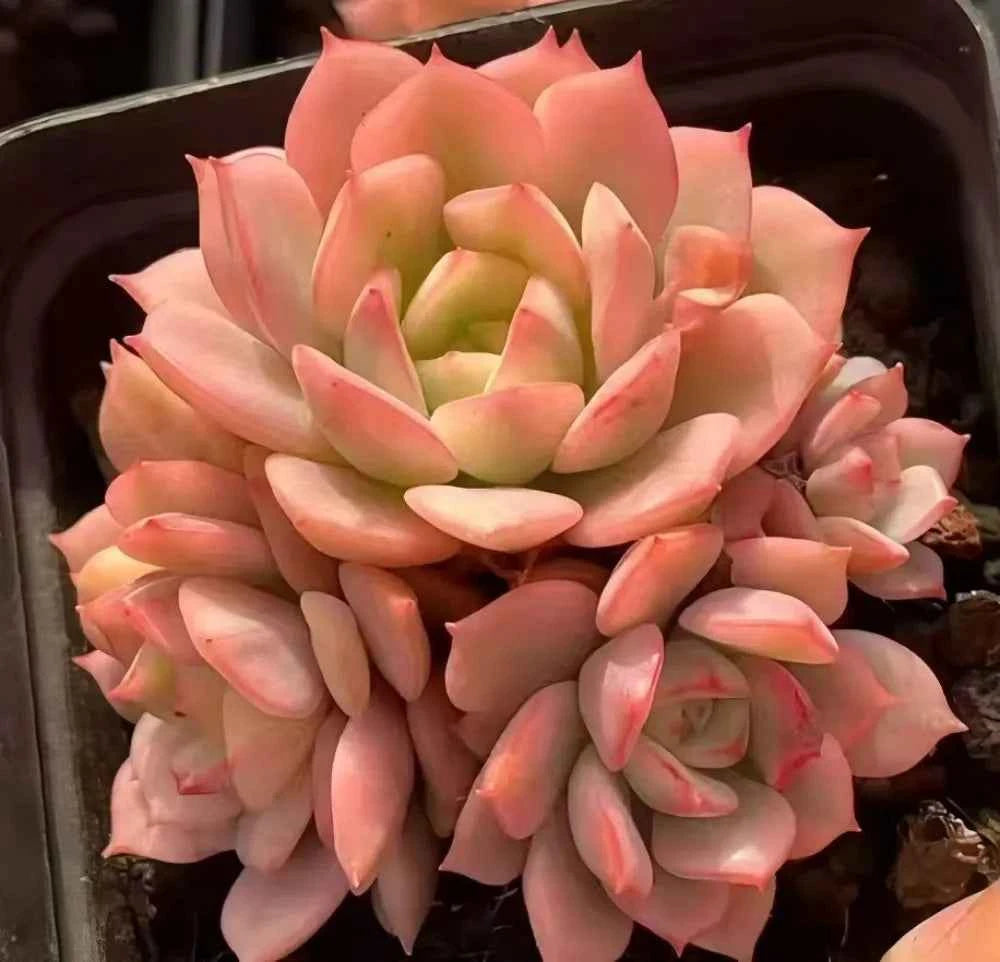 Echeveria Deren Variegata Cluster