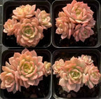 Echeveria Deren Variegata Cluster