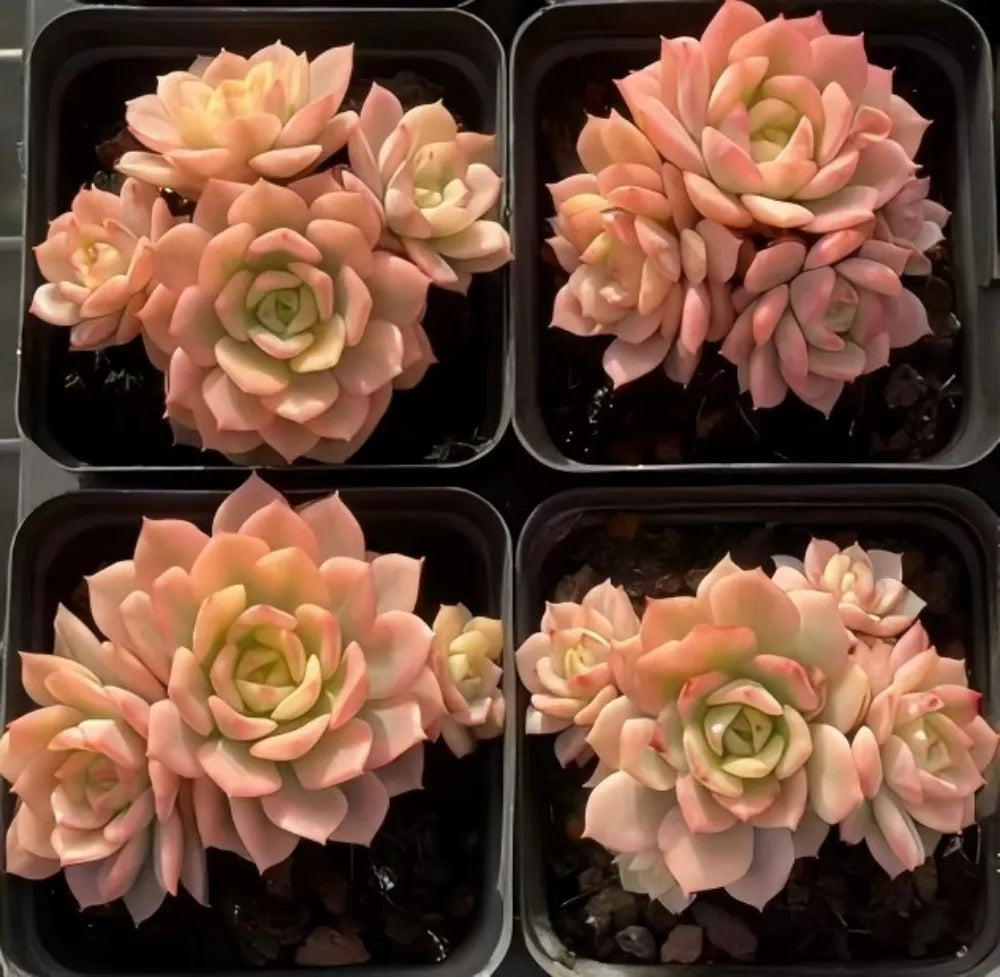 Echeveria Deren Variegata Cluster Soil Song
