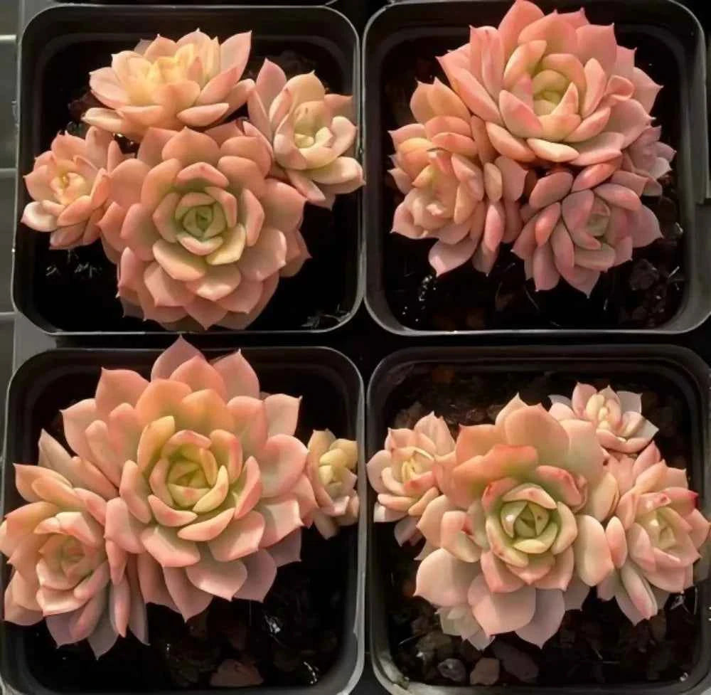 Echeveria Deren Variegata Cluster