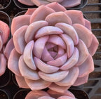 Echeveria Blue Dream Soil Song