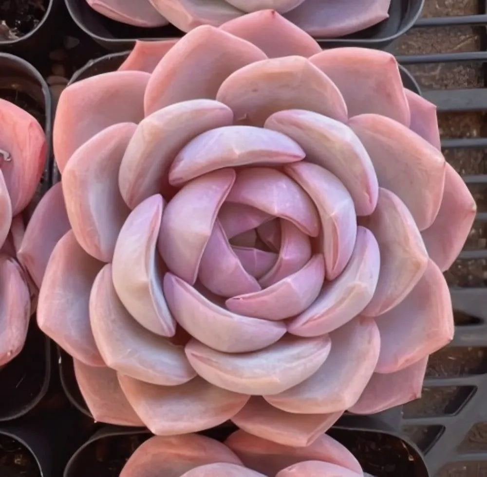 Echeveria Blue Dream Soil Song