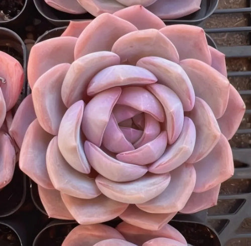 Echeveria Blue Dream Soil Song