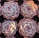 Echeveria Blue Dream Soil Song