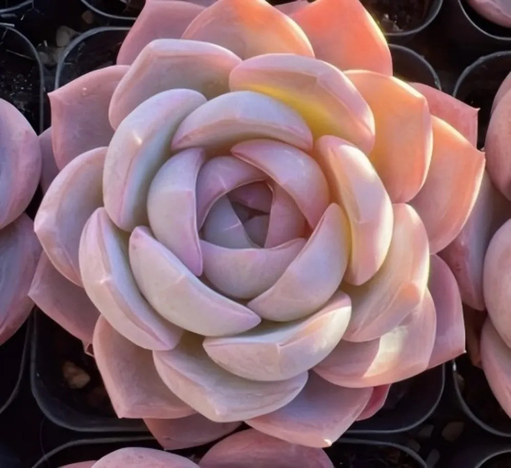 Echeveria Blue Dream Soil Song