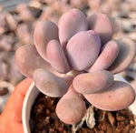 Pachyphytum Oviferum Soil Song