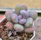 Pachyphytum oviferum succulent cluster with pale pink and green oval leaves in tray