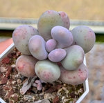 Pachyphytum Oviferum Soil Song