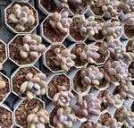 Pachyphytum Oviferum Soil Song