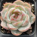 Echeveria succulent rosette with pale green leaves and pink-edged tips