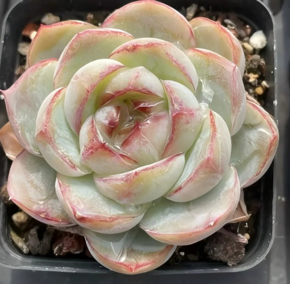 Echeveria Fat Tiger Soil Song