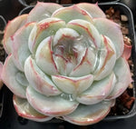 Echeveria Fat Tiger Soil Song