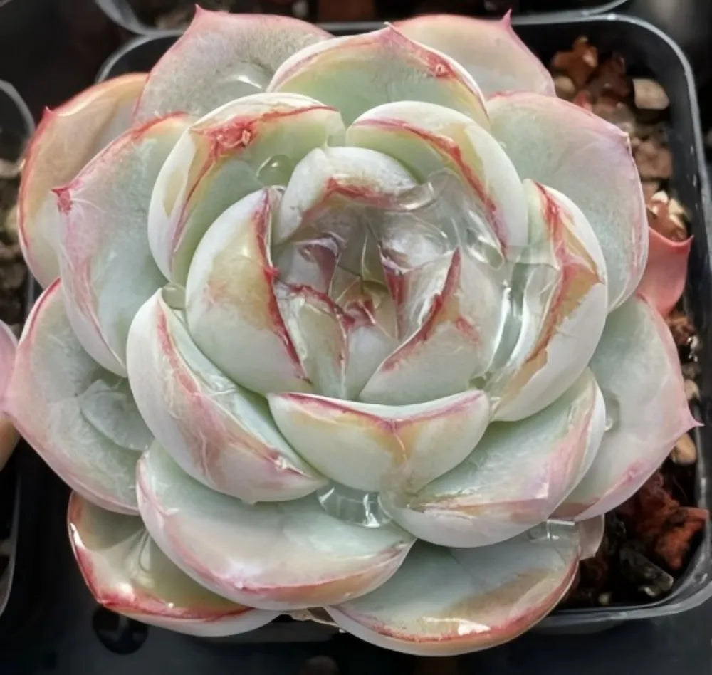 Echeveria Fat Tiger Soil Song