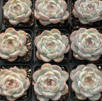 Echeveria succulent rosettes in small pots, pale green leaves with pink-edged tips