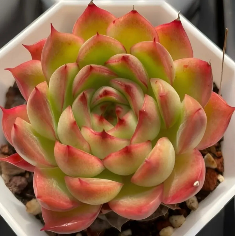 Echeveria Flamma Soil Song