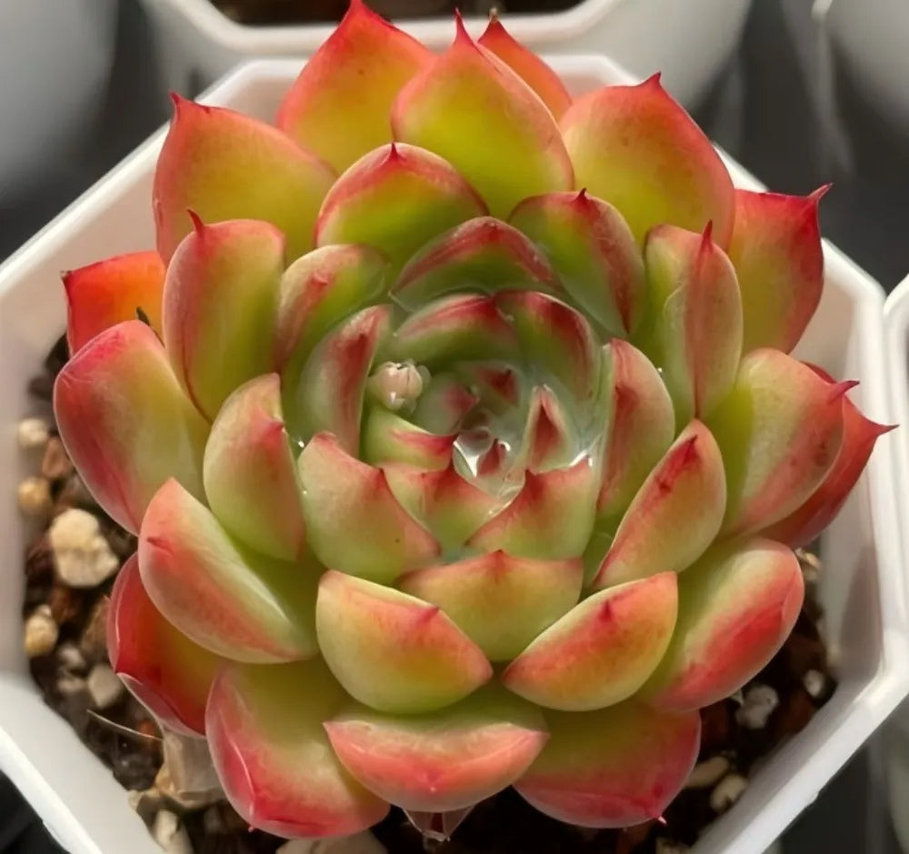 Echeveria Flamma Soil Song