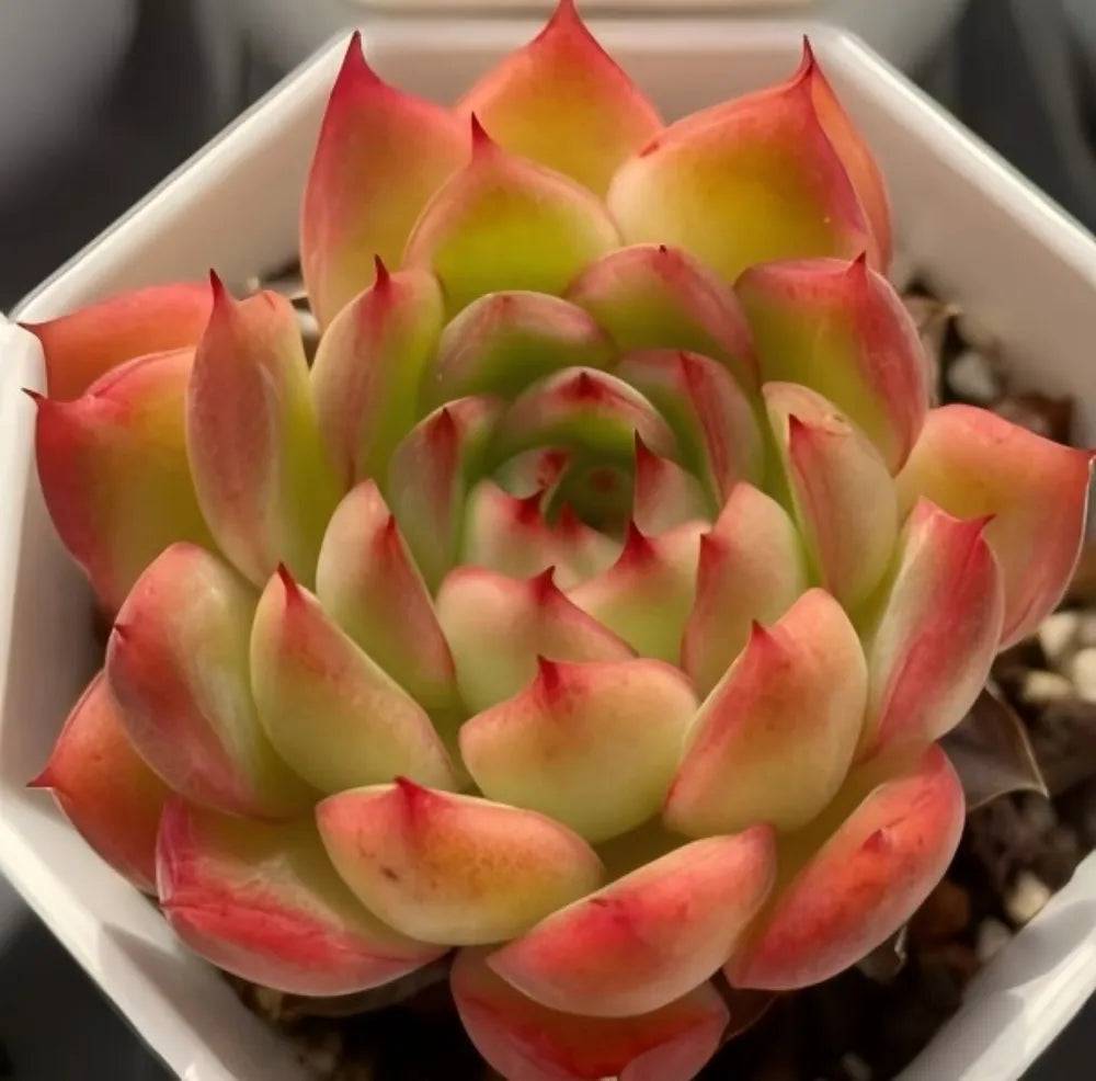 Echeveria Flamma Soil Song