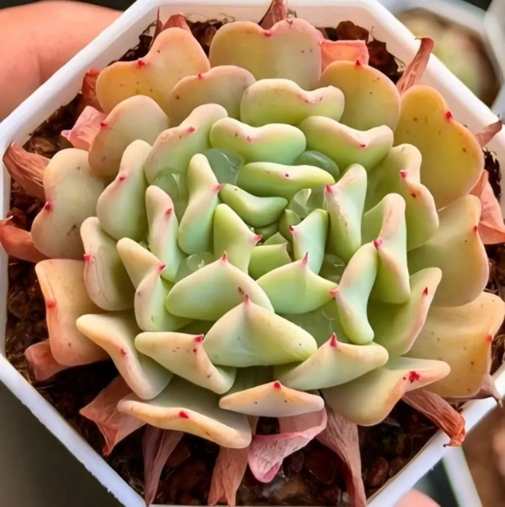 Echeveria succulent rosette with pale green leaves and red tips, in a white planter
