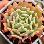 Echeveria succulent rosette with pale green leaves and red tips, in a white planter