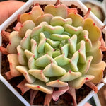 Echeveria Fly To The Sky Soil Song