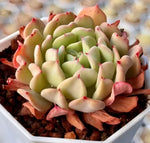 Echeveria Fly To The Sky Soil Song