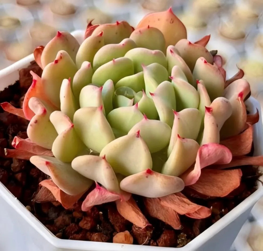 Echeveria Fly To The Sky Soil Song