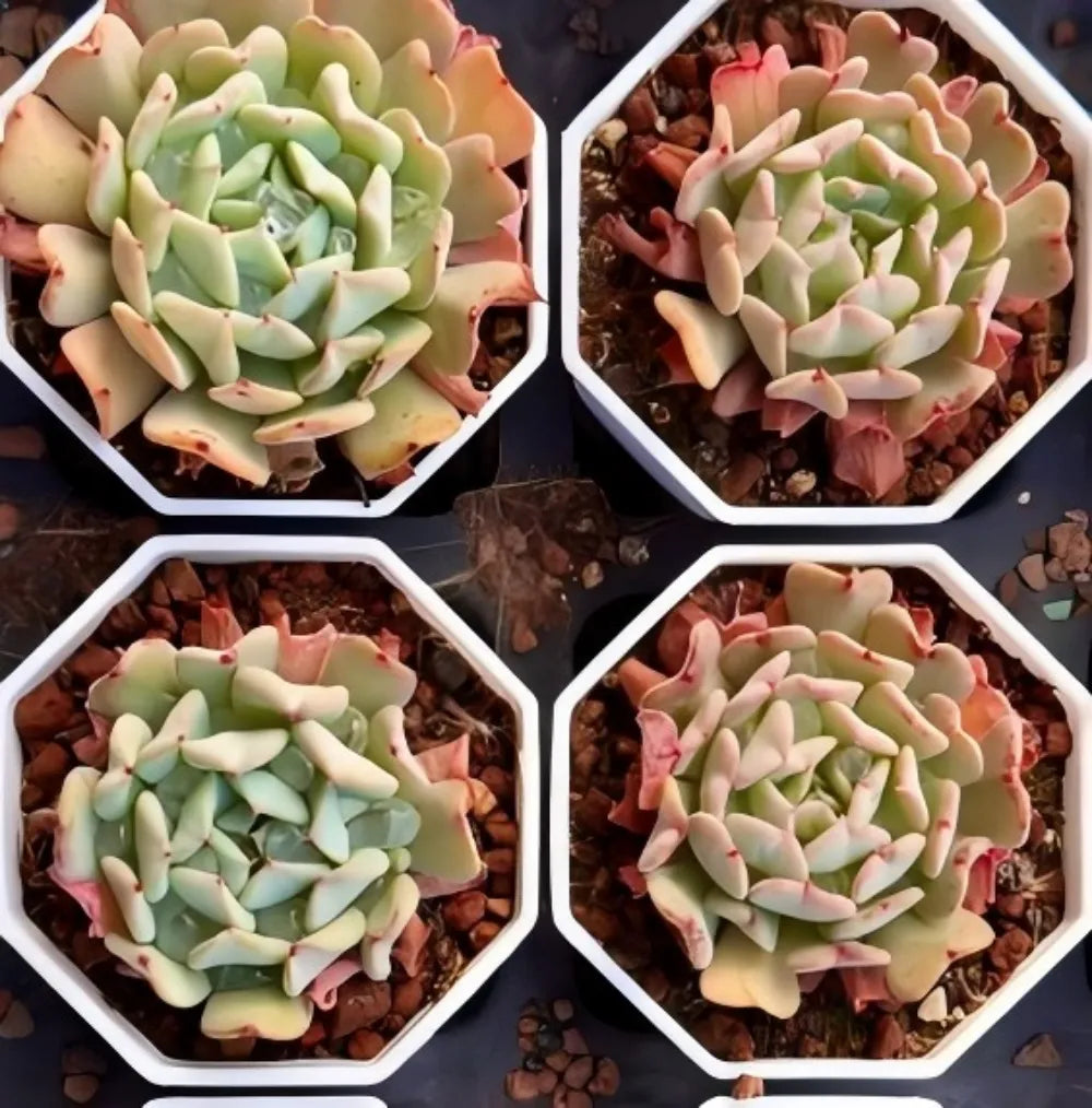 Echeveria Fly To The Sky Soil Song