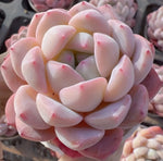Echeveria Fruit Candy Soil Song