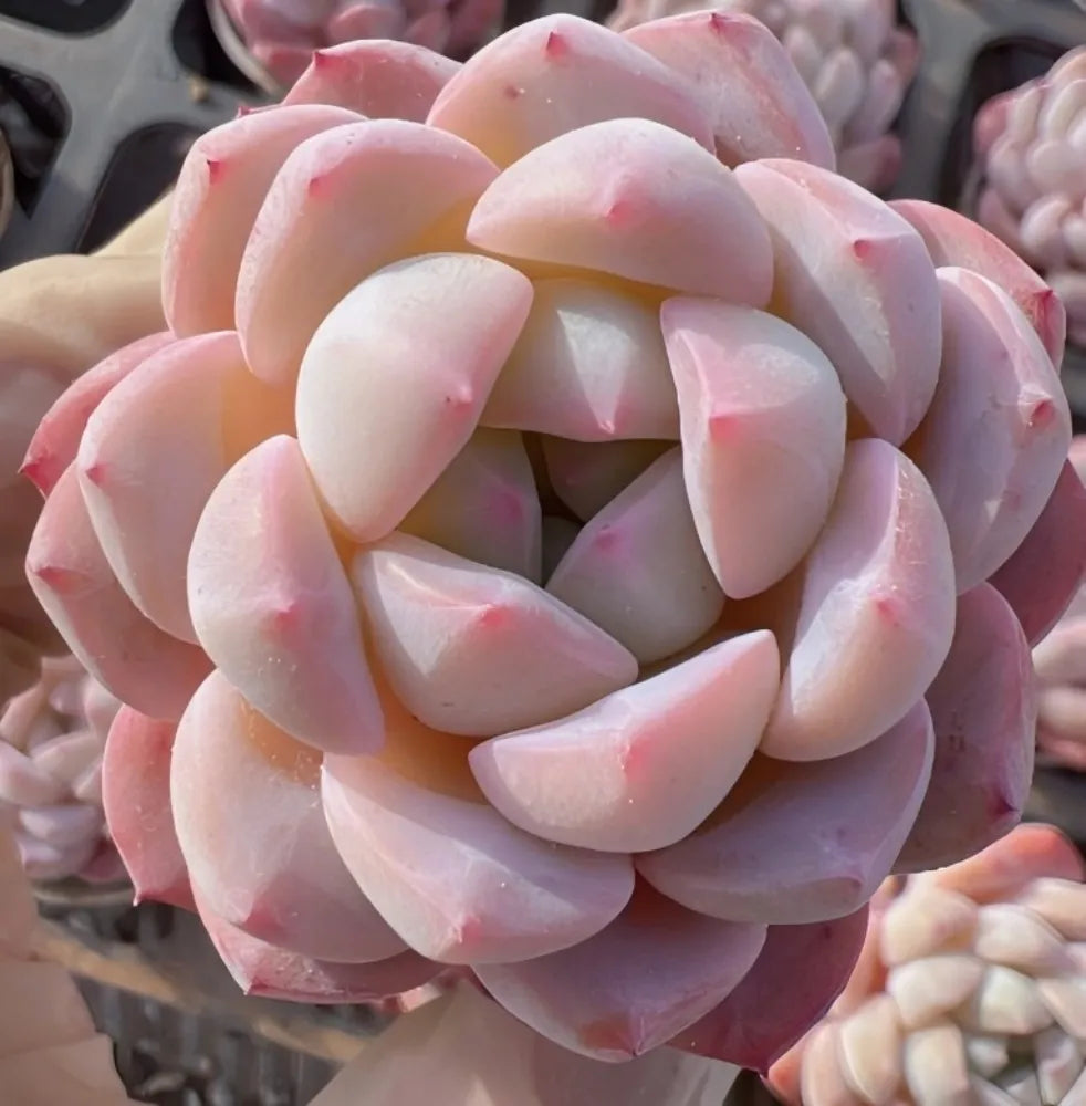Pink and pale cream Echeveria succulent rosette, close-up view