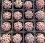 Echeveria Fruit Candy Soil Song
