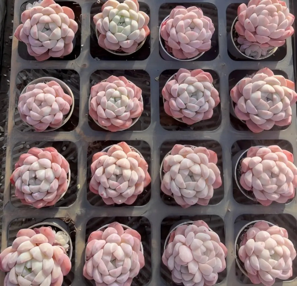 Echeveria Fruit Candy Soil Song