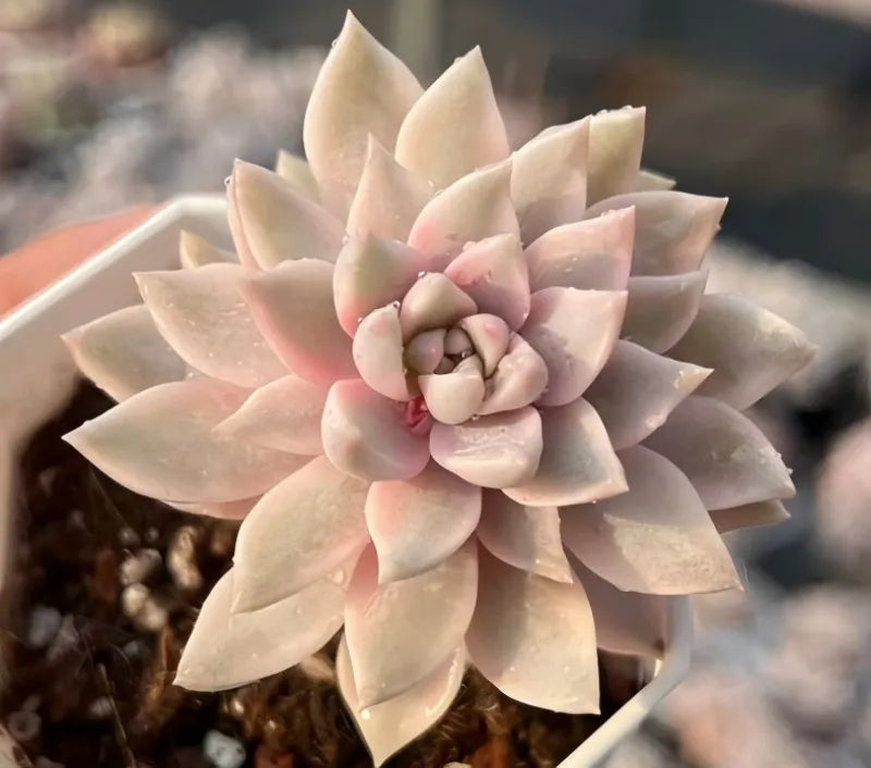 Echeveria Galina succulent with cream rosette leaves and a pale center