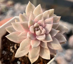 Echeveria Galina Soil Song